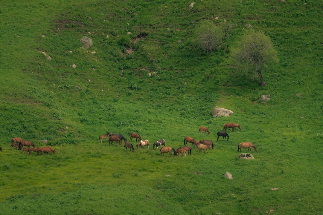 Hayvanlarla İşbirliklerinin Çevresel Değerleri